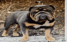 English Bulldog dogs for sale: Lexi - Image 11