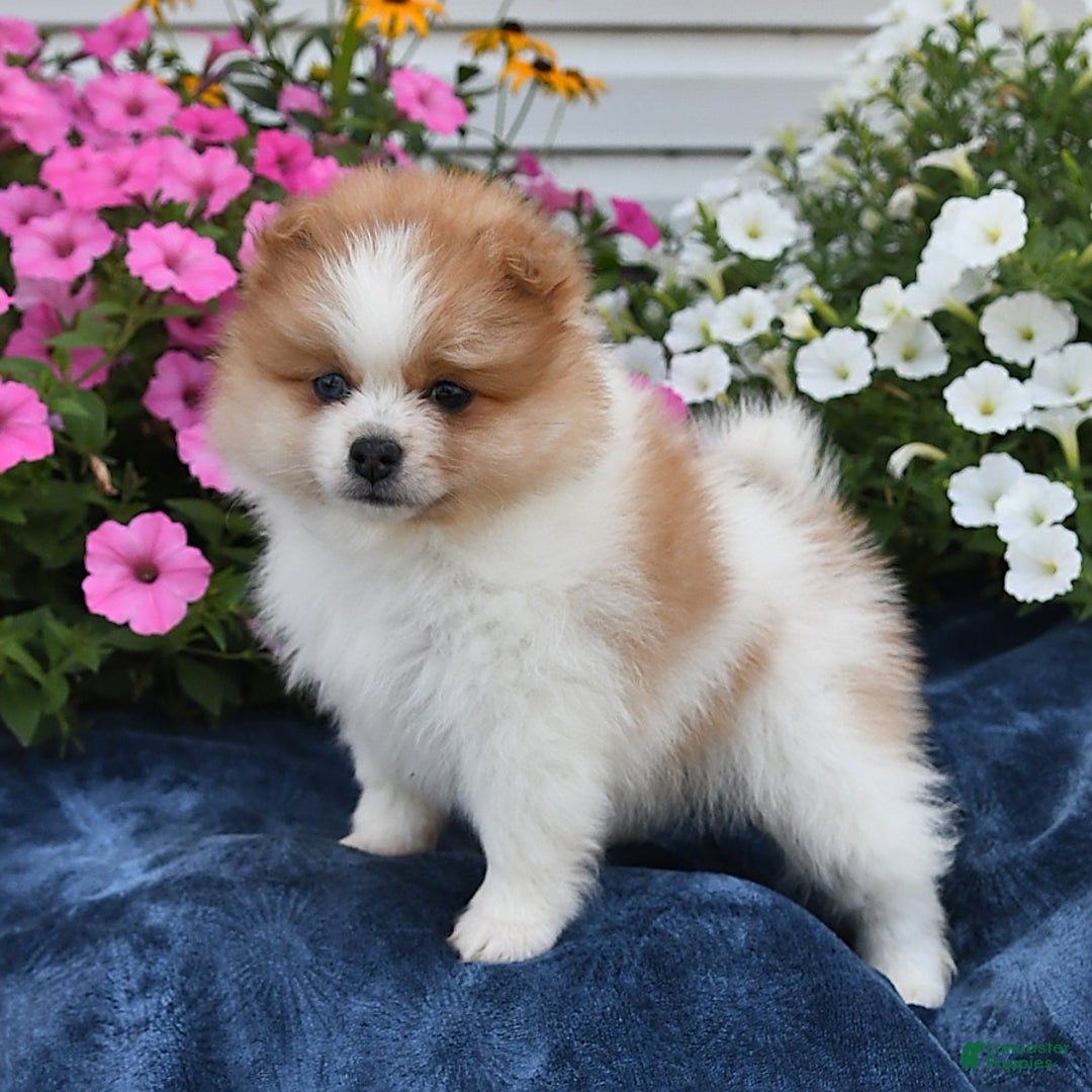 Pomeranian dogs for sale: Tailor - Image 2