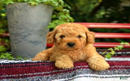 Mini Goldendoodle dogs for sale: Champ - Image 3