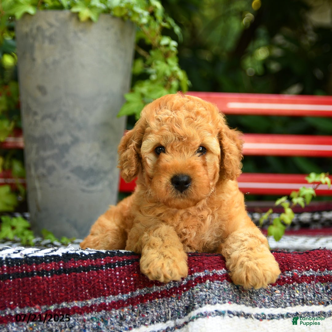 Mini Goldendoodle dogs for sale: Champ - Image 3