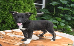 Norwegian Elkhound dogs for sale: Milo - Image 2