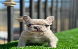 French Bulldog dogs for sale: Tata - Image 3