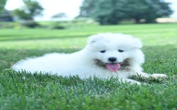 Samoyed dogs for sale: Blake - Image 2