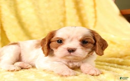 Cavalier King Charles Spaniel dogs for sale: Brookie - Image 1