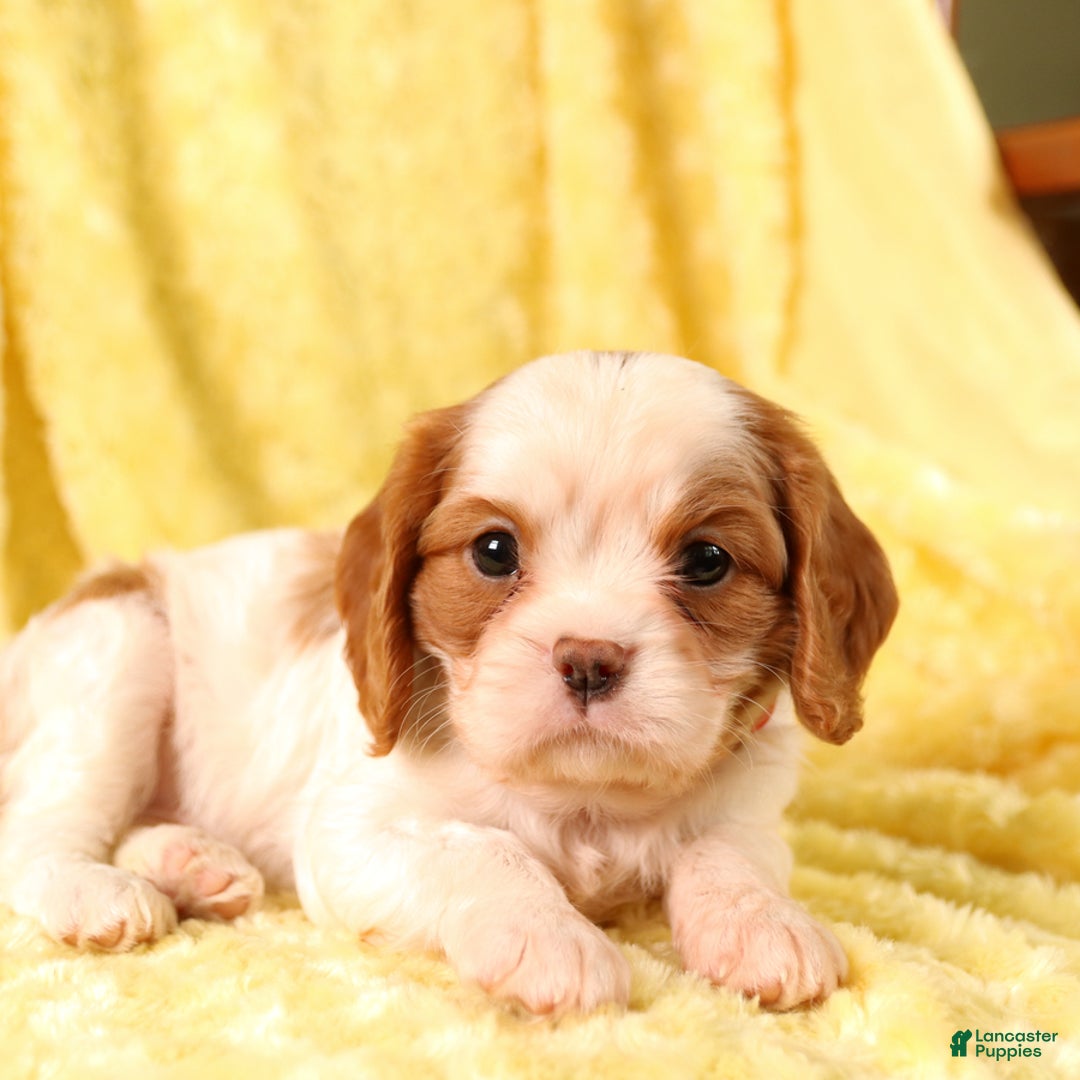 Cavalier King Charles Spaniel dogs for sale: Brookie - Image 1