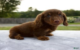 Miniature Dachshund dogs for sale: Spencer - Image 2