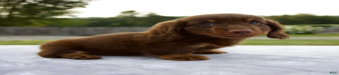 Spencer