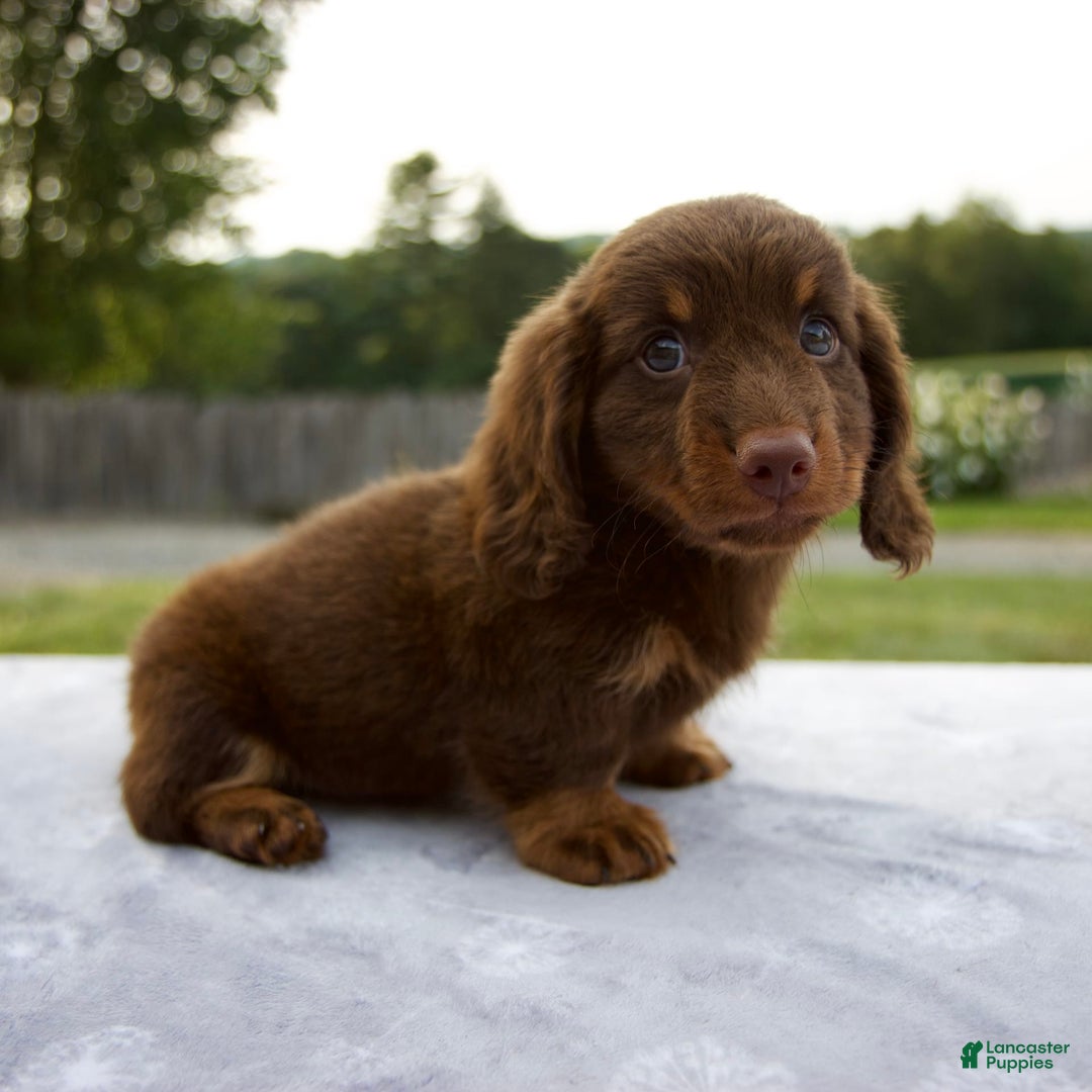 Miniature Dachshund dogs for sale: Spencer - Image 2