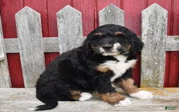 Bernedoodle dogs for sale: Kyla - Image 2