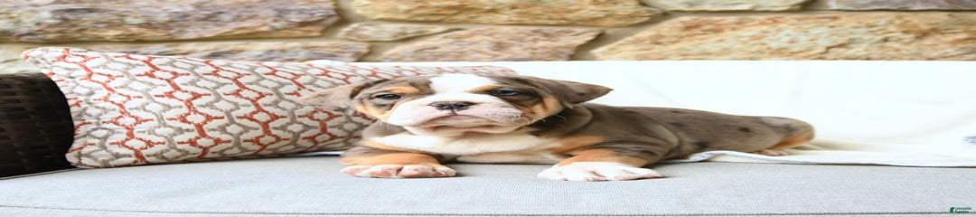 Roxy