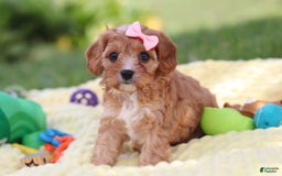 Cavapoo dogs for sale: Lucy - Image 2