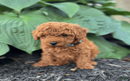 Mini Goldendoodle dogs for sale: Luna - Image 3