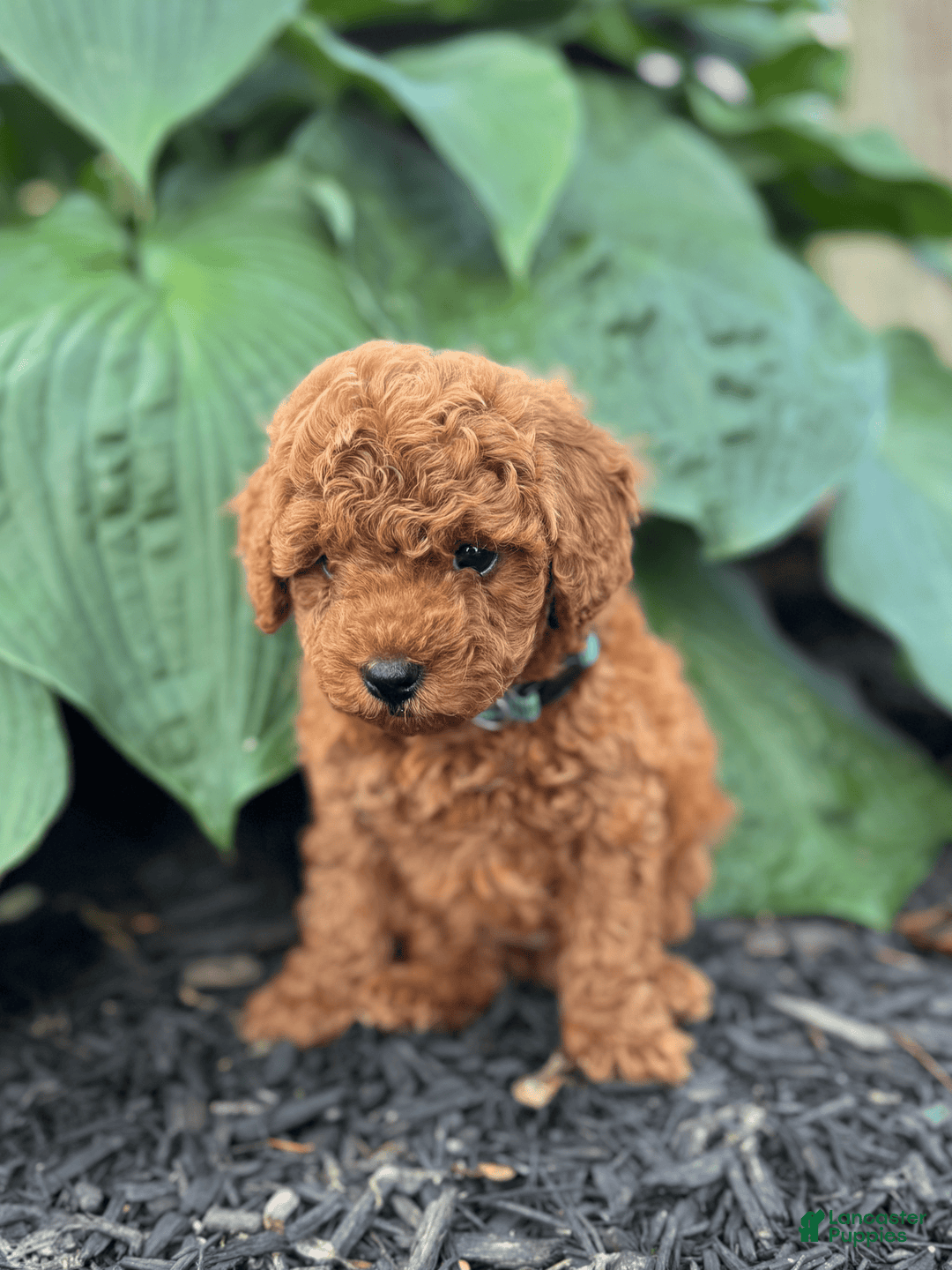 Mini Goldendoodle dogs for sale: Luna - Image 3