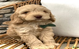Cockapoo dogs for sale: Enzo - Image 3