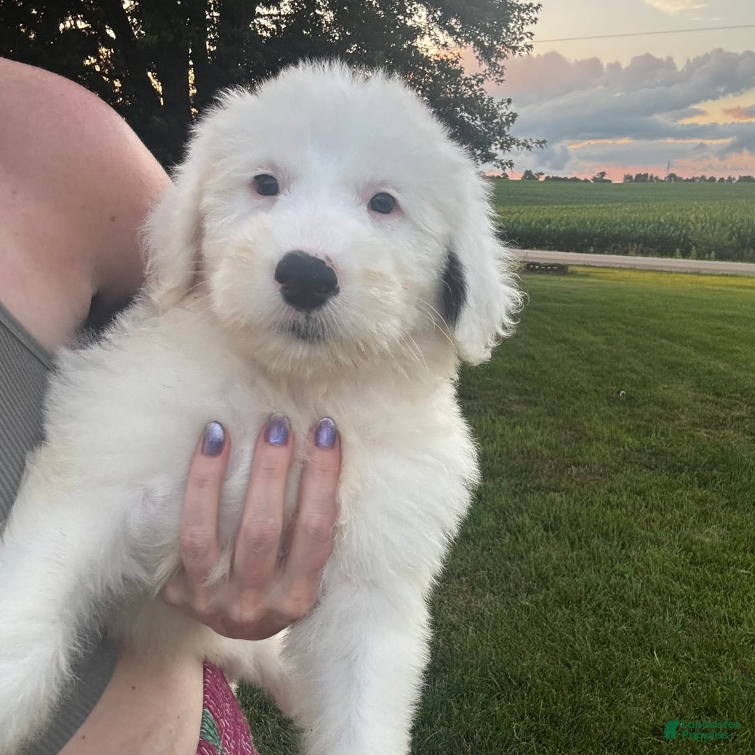 Old English Sheepdog dogs for sale: Iris - Image 9