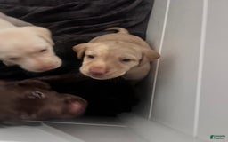Labrador Retriever dogs for sale: Salt - Image 3