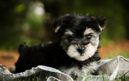 Morkie dogs for sale: Skipper - Image 1