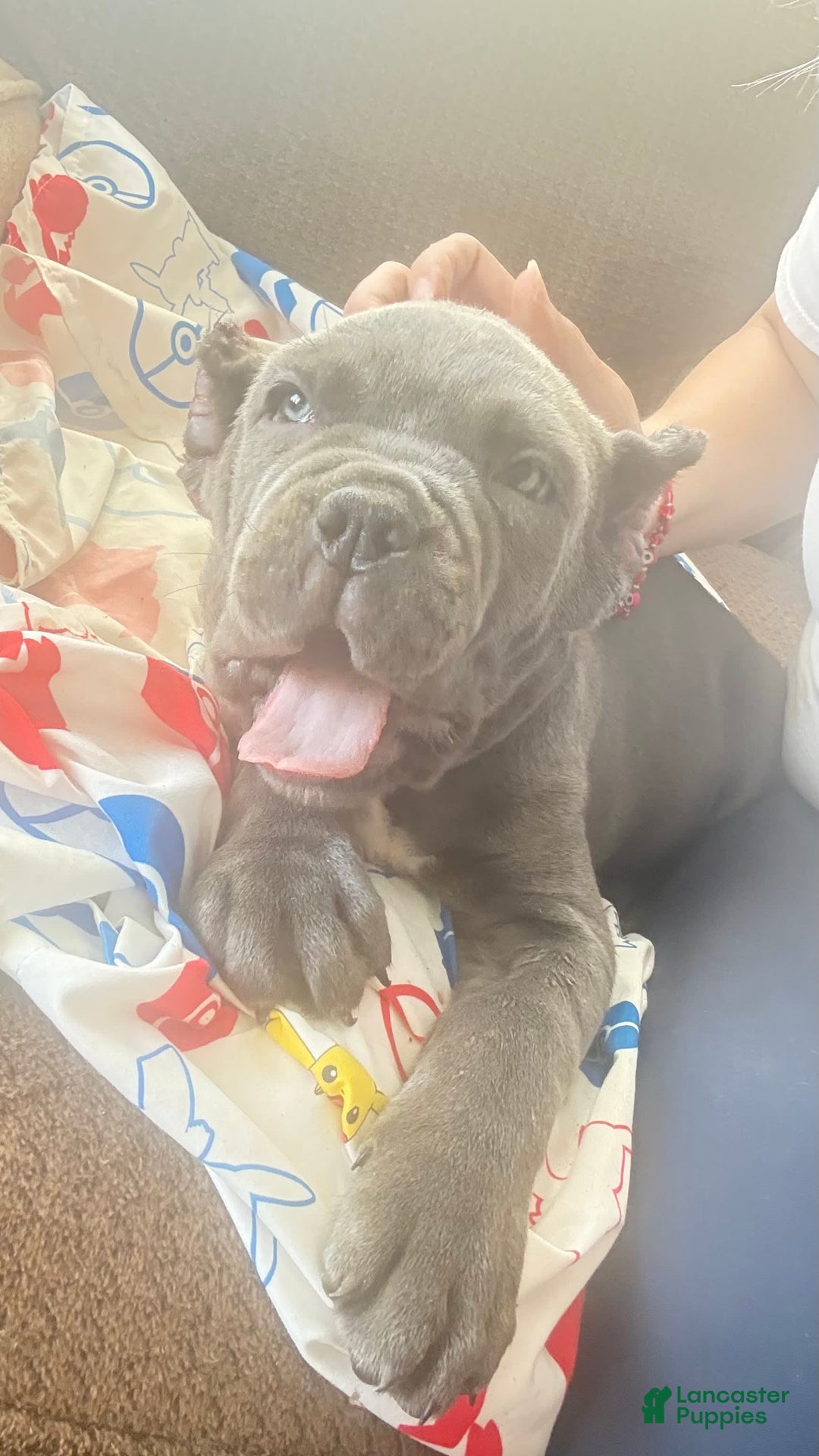 Cane Corso dogs for sale: Blue - Image 3