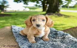 Miniature Dachshund dogs for sale: Firecracker - Image 2