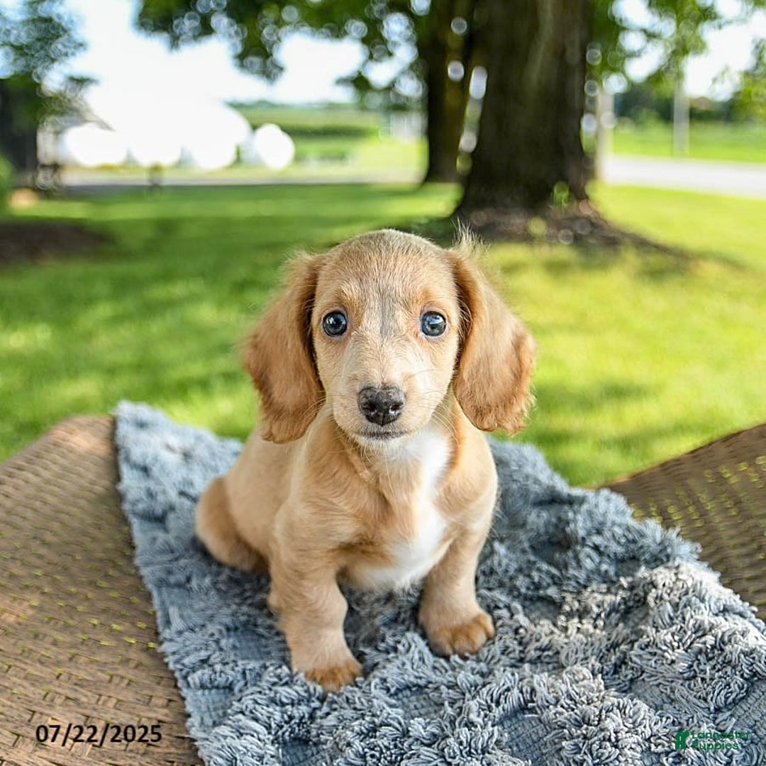 Miniature Dachshund dogs for sale: Firecracker - Image 2