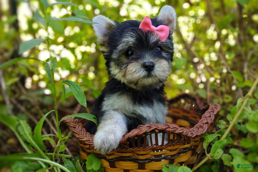 Morkie dogs for sale: Cream Point Ladybug - Image 2