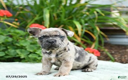 French Bulldog dogs for sale: Banjo - Image 5
