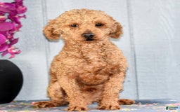 Miniature Poodle dogs for sale: Lucky - Image 20