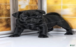 Pug dogs for sale: Boy 1 - Champion Lines! - Image 12
