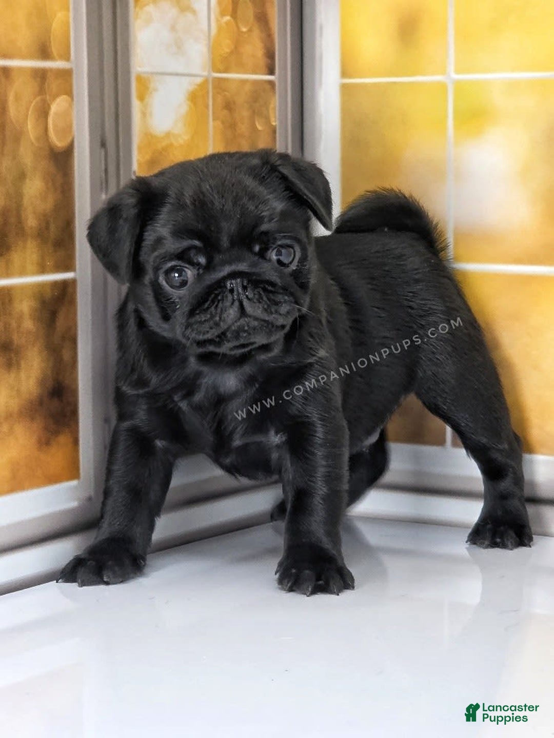 Pug dogs for sale: Boy 1 - Champion Lines! - Image 12