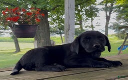 Labrador Retriever dogs for sale: Rosie - Image 2