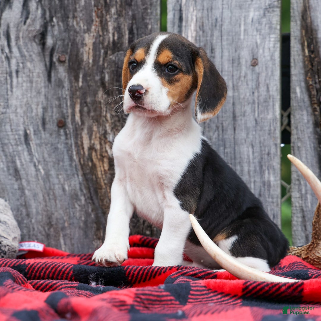 Beagle dogs for sale: Kit Kat - Image 22