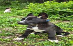 Dutch Shepherd dogs for sale: Puppy - Image 2