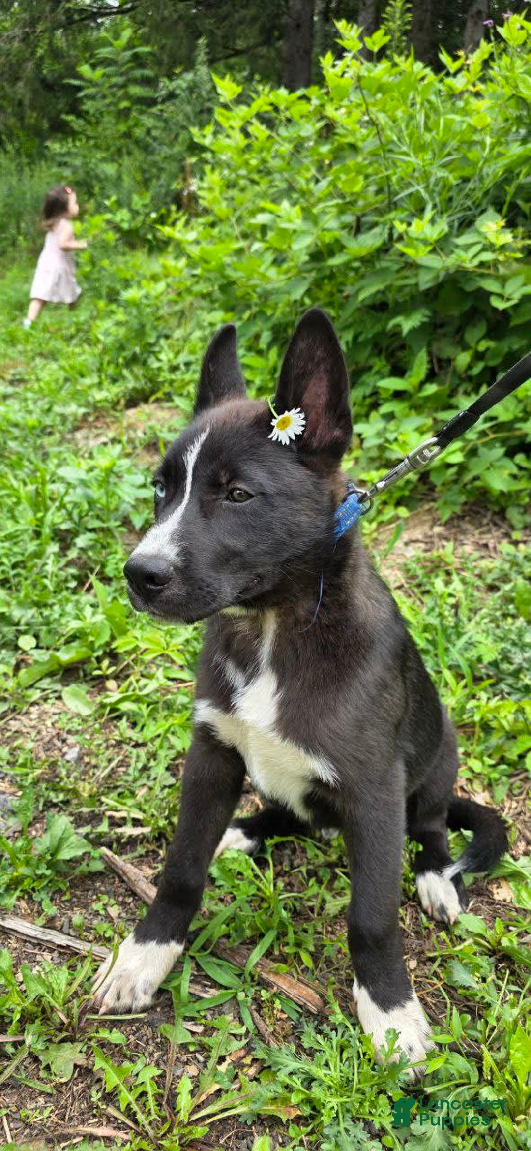 Dutch Shepherd dogs for sale: Puppy - Image 2