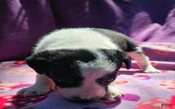 Border Collie dogs for sale: Dolly - Image 11