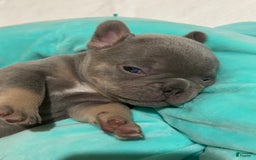 French Bulldog dogs for sale: Waylen - Image 1