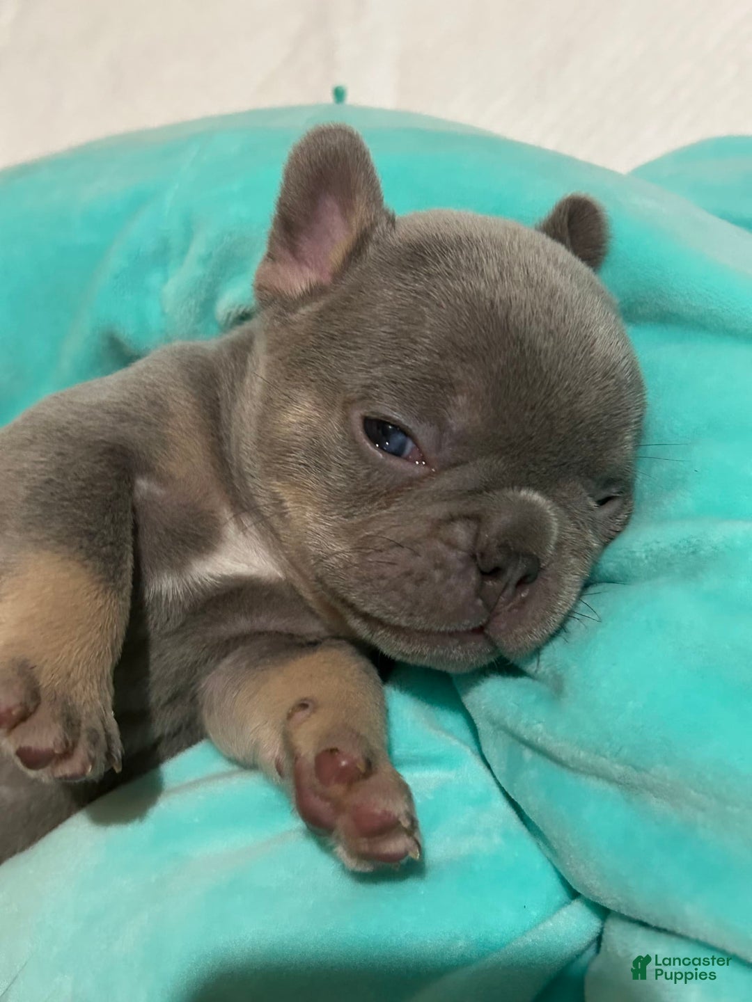 French Bulldog dogs for sale: Waylen - Image 1