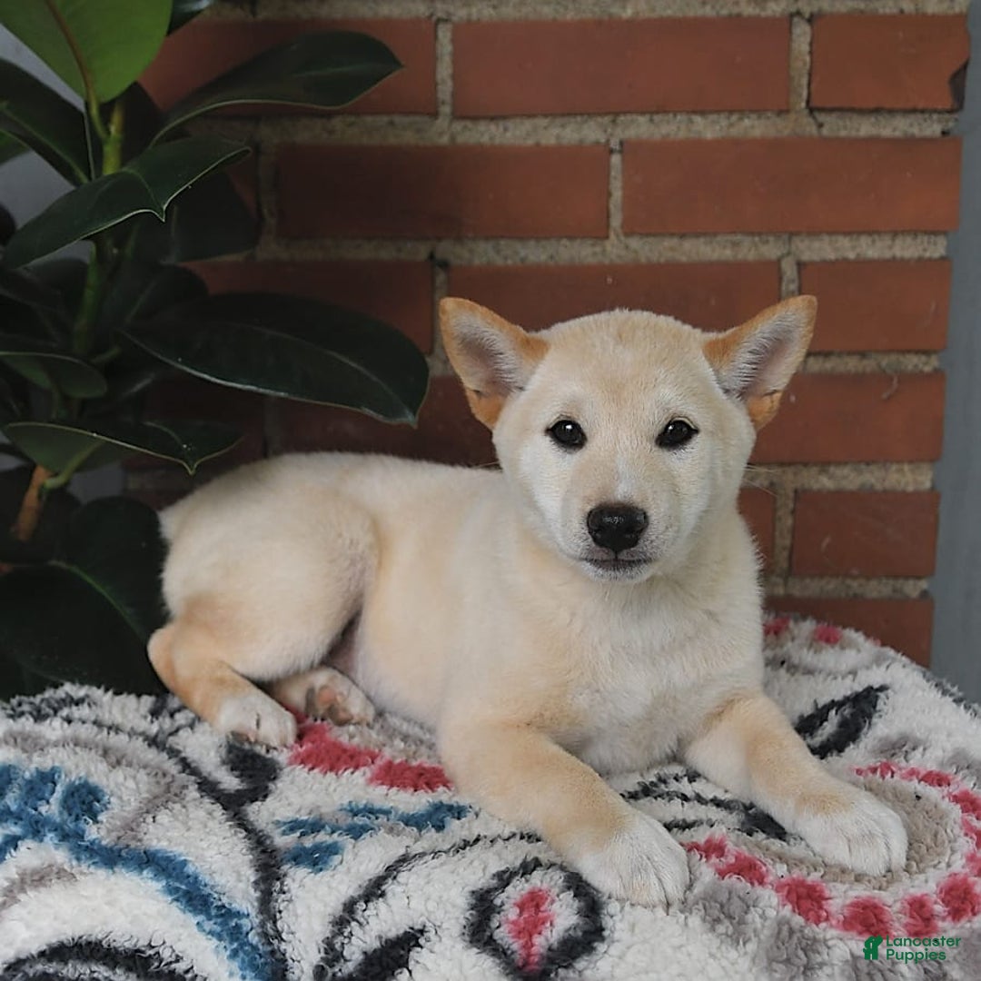 Shiba Inu dogs for sale: Frisky - Image 3