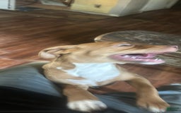 American Pit Bull Terrier dogs for sale: Ginger - Image 4