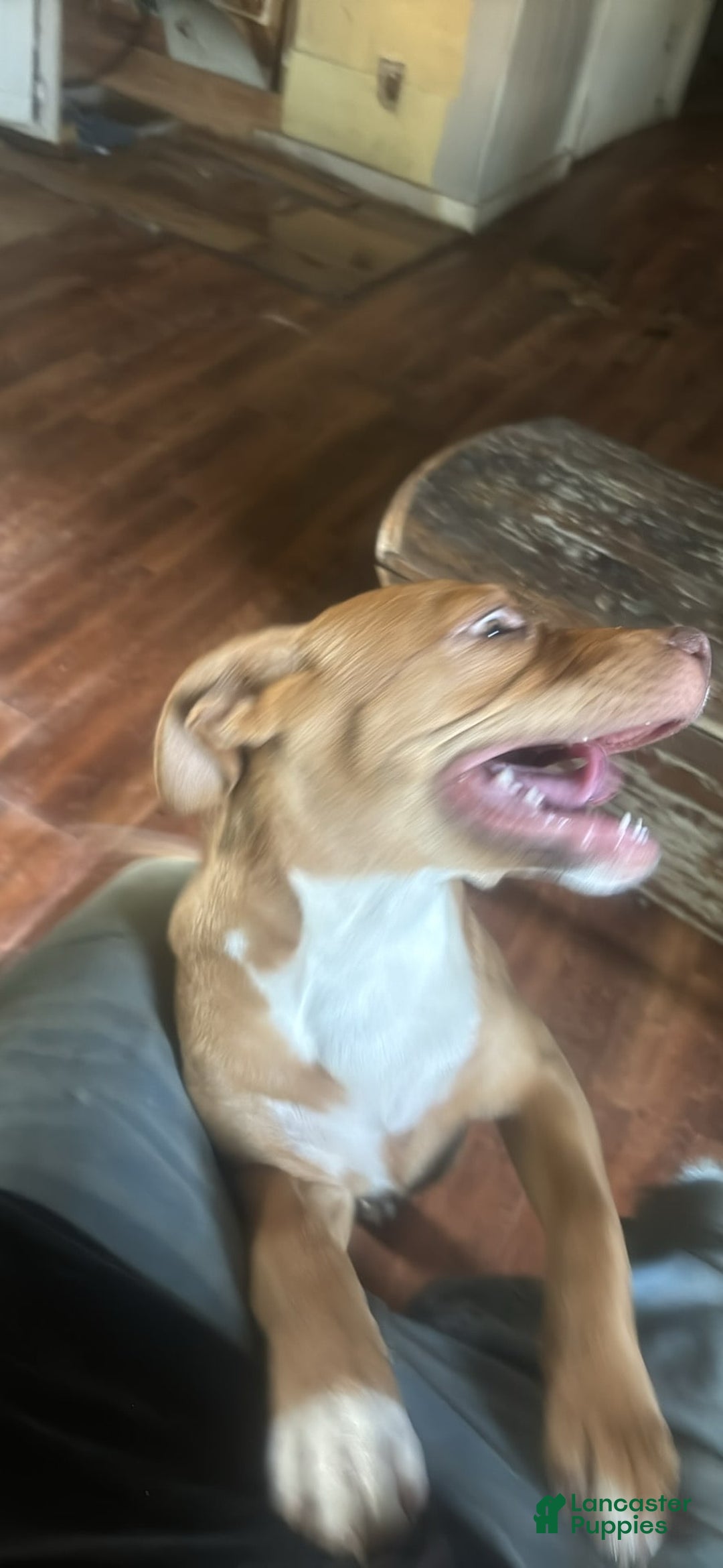 American Pit Bull Terrier dogs for sale: Ginger - Image 4