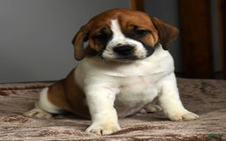 Beabull dogs for sale: Angie - Image 7