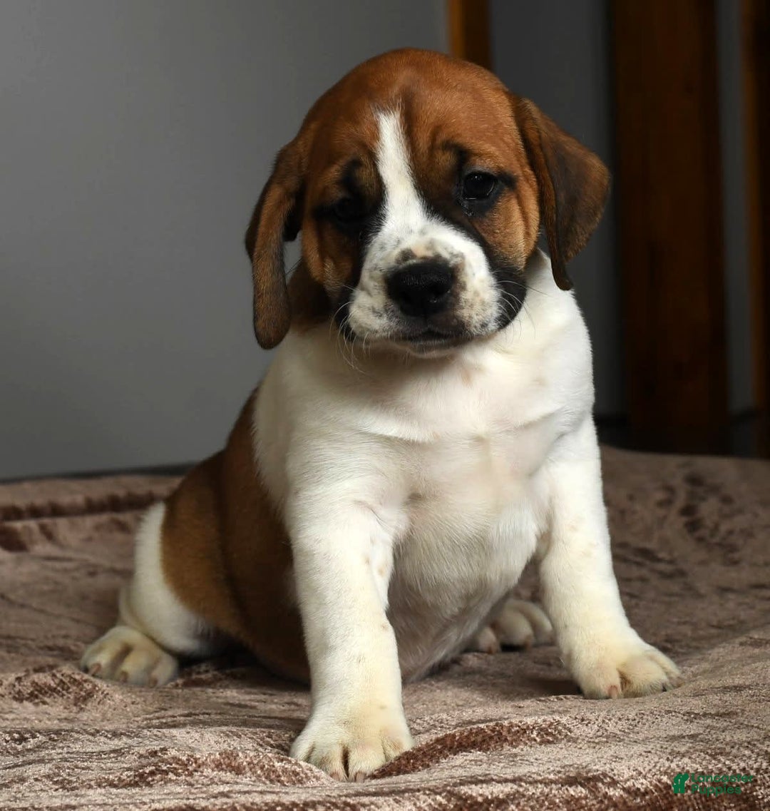 Beabull dogs for sale: Angie - Image 7