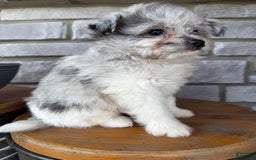 Pomapoo dogs for sale: Mason - Image 14