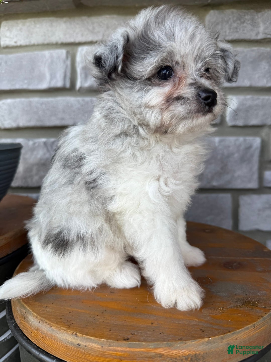 Pomapoo dogs for sale: Mason - Image 14