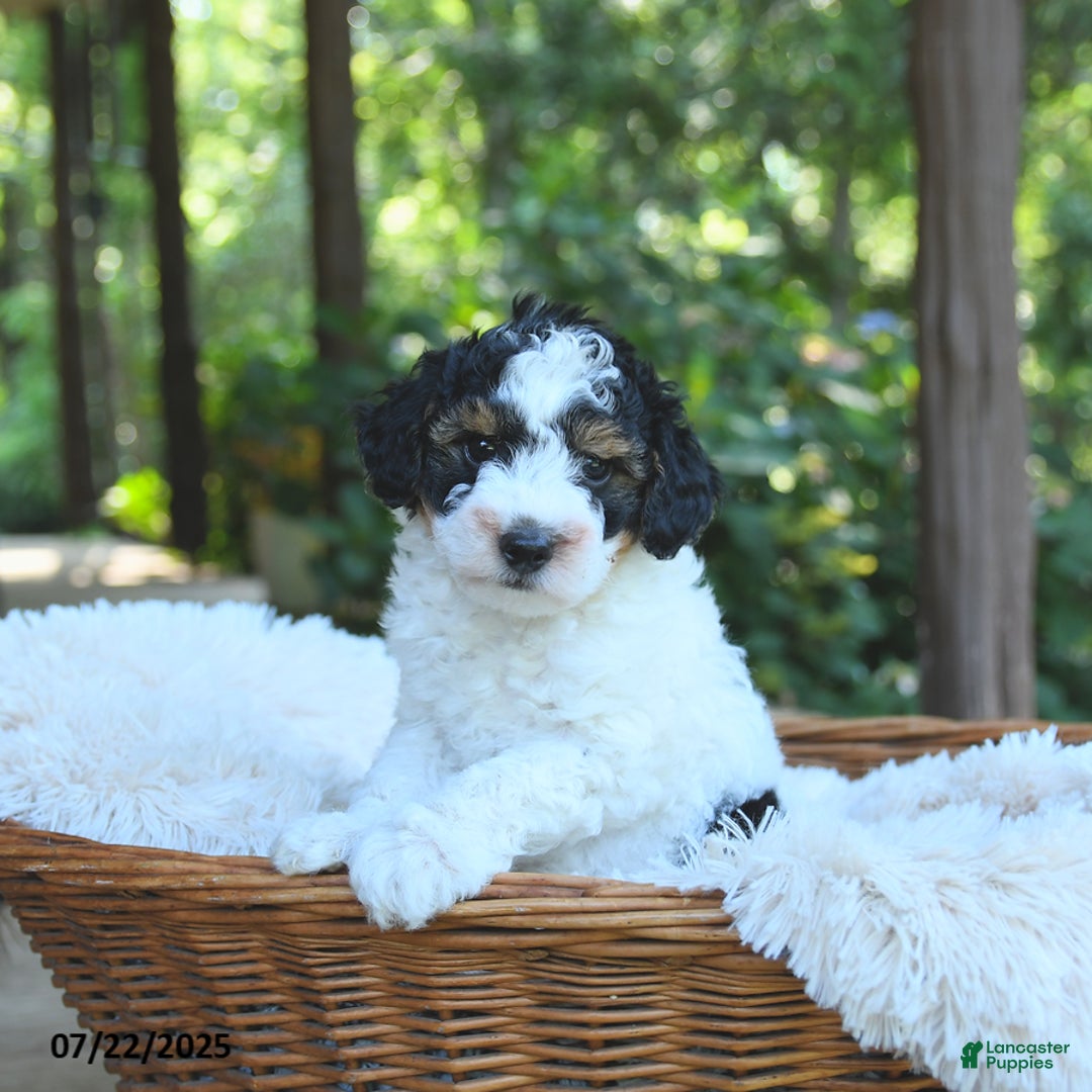 Miniature Poodle dogs for sale: Lenny - Image 4