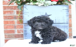 Toy Poodle dogs for sale: Kassia - Image 3