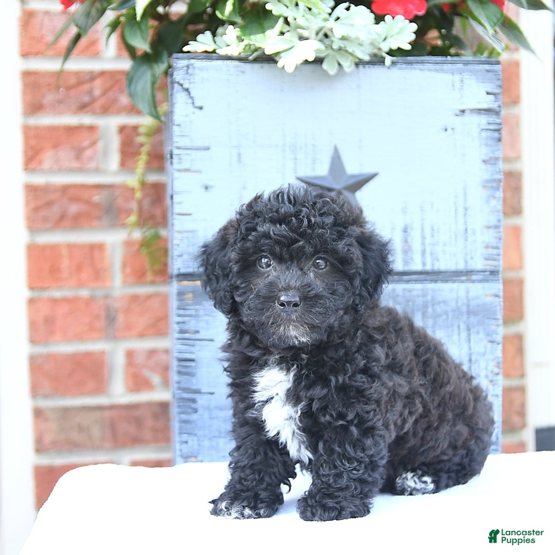 Toy Poodle dogs for sale: Kassia - Image 3