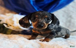 Miniature Dachshund dogs for sale: Pepper - Image 3