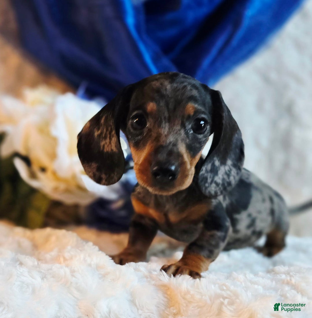 Miniature Dachshund dogs for sale: Pepper - Image 3