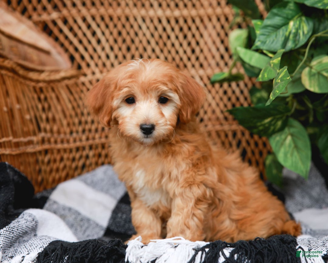 Havapoo dogs for sale: Vinny - Image 4