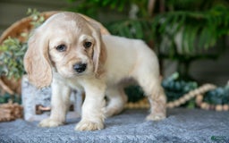 Cocker Spaniel dogs for sale: Tammy - Image 2